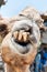 Closeup of camel tooth and mouth of the face