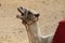 Closeup of Ð° camel yawning on the outskirts of Cairo Egypt, Afr