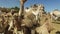 closeup of camels at Camel market in Daraw, Egypt
