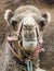 Closeup of Camels Head