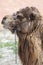 Closeup of Camels Head and Shoulders