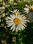 Closeup camomile on a background of other daisies.