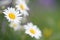 Closeup of camomile on on green purple background