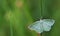 Closeup Campaea margaritaria Linnaeus moth