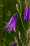 Closeup campanula sibirica with blurred background in summer garden