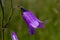 Closeup campanula sibirica with blurred background in summer garden