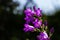 Closeup campanula sibirica with blurred background in summer garden