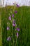 Closeup campanula sibirica with blurred background in summer garden