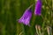 Closeup campanula sibirica with blurred background in summer garden