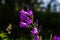 Closeup campanula sibirica with blurred background in summer garden