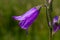 Closeup campanula sibirica with blurred background in summer garden