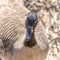 Closeup of Canada goose with detail in eyes and face, beak