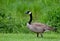 Closeup Canada Goose in green grass.