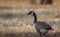 Closeup of a Canada goose in the yellow grass background