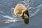 Closeup of a Canada Gosling swimming in a pool of water, reflecting on the water