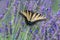 Closeup of a Canada tiger swallowtail butterfly pollinating a lavender flower - Michigan