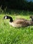 Closeup of Canadian Geese Grazing