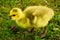 Closeup of a Canadian Goose gosling on grass