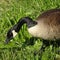 Closeup of a Canadian Goose Grazing