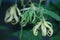 Closeup of Cananga tree flowers