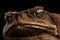 Closeup Cane Toad - Bufo marinus, giant neotropical, marine, Black