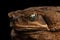 Closeup Cane Toad - Bufo marinus, giant neotropical, marine, Black