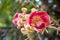 Closeup Cannon Ball (Couroupita guianensis) flowers blooming in the garden.