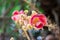 Closeup Cannon Ball (Couroupita guianensis) flowers blooming in the garden.