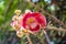 Closeup Cannon Ball (Couroupita guianensis) flowers blooming in the garden.