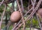 Closeup Cannon Ball (Couroupita guianensis) fruit in the garden.