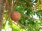 Closeup Cannonball Fruit on Nature Background