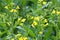 Closeup of canola plants blooming yellow flowers