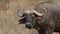 Closeup Cape Buffalo in Africa