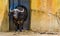 Closeup of a cape buffalo, tropical bovine from Africa, domesticated farm animals