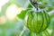 Closeup Cape Gooseberry on the tree in organic farms.