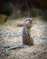 Closeup of Cape ground squirrel, Xerus inauris, eating and on watch for danger close to the burrow