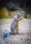 Closeup of Cape ground squirrel, Xerus inauris, eating and on watch for danger close to the burrow