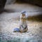 Closeup of Cape ground squirrel, Xerus inauris, eating and on watch for danger close to the burrow