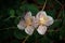 Closeup of caper flowers in a field under the lights with a blurry background