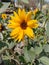 Closeup capture of sunflower. Weather royality Blurred background. Flying Honey Bee sitting on the sunflower.