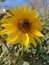 Closeup capture of sunflower. Weather royality Blurred background. Flying Honey Bee sitting on the sunflower.