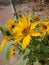 Closeup capture of sunflower. Weather royality Blurred background. Flying Honey Bee sitting on the sunflower.