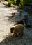 Closeup of capybara and Chacoan maras in the zoo