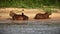 Closeup of capybaras lying on the shore of a lake in Pantanal, Brazil