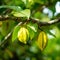 Closeup of carambola starfruit growing on branch with green leaves israel.