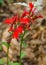 Closeup Cardinal Flower, Lobelia cardinalis