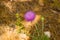 Closeup of Carduus plant flower
