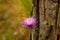 Closeup of Carduus plant flower with butterfly, beetle and spider