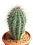 Closeup carnegiea gigantea saguaro in brick color pot, isolated on a white background