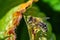 Closeup of a Carniolan honey bee on leaves in a field under the sunlight with a blurry background